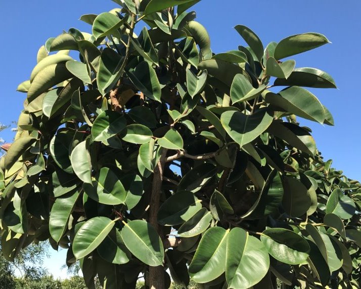 Ficus elastica Decora